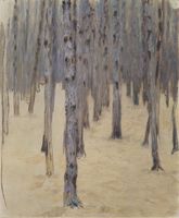 Pine Forest in Winter