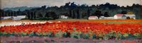 Blooming Poppy Field