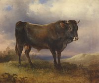 A Young Bull