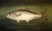Blue Fish