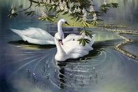 Swans
