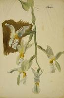 Stanhopea Orchid