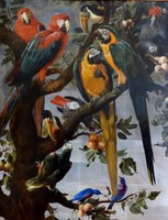 Parrots and Other Birds