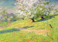 Apple Blossoms