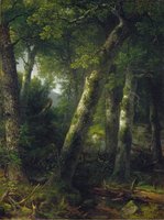 Forest in the Morning Light