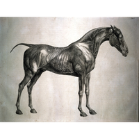 The Anatomy of a Horse