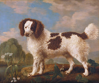 Brown and White Norfolk or Water Spaniel