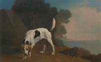 Foxhound