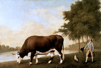 The Lincolnshire Ox