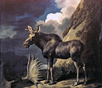 The Duke of Richmond's First Bull Moose