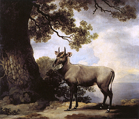 The Nilgai