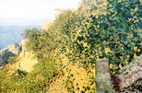 Vegetazione ligure a Riomaggiore