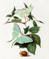 Green Moths