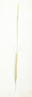 Slender Green Stalk