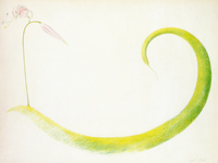 Lily and Green Squash