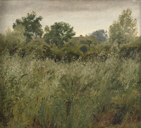 Oat Field at Vejby
