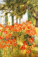 Day Lilies, Gloucester, Massachusetts