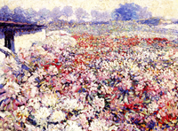 Rhododendron Fields (Belgium)