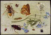 Insects