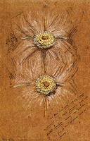 Study of Rosettes for Lady's Dress