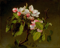 A Branch of Apple Blossoms and Buds