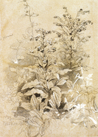 Plant Study, Catskill Mountains