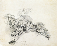 Plant Study, Cold Spring, New York