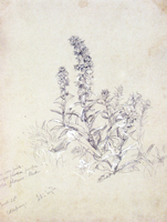 Plant Study, Cold Spring, New York