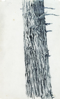 Study of Tree Bark