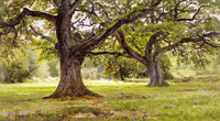 New Forest, England