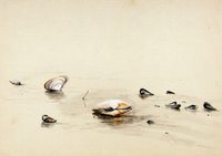 Clams and Mussels