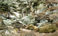 Woods, Monhegan Island