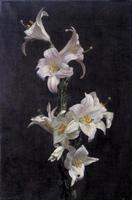 White Lilies