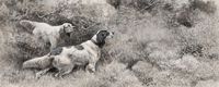 English Setters Standing Partridges