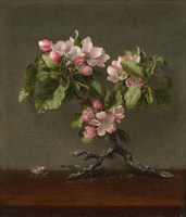Apple Blossoms