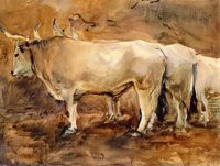 Three Oxen at Siena
