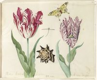 Two tulips, a shell, a butterfly and a dragonfly