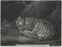 A Sleeping Leopard