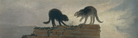 Catfight