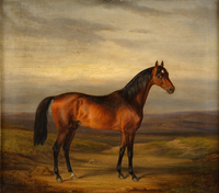 Brown Stallion with Landscape