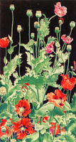 Shirley Poppies