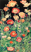 Shirley Poppies