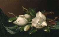 Magnolias on Light Blue Velvet Cloth