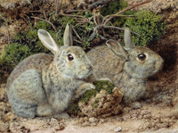 Rabbits