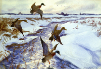 Ducks in Flight