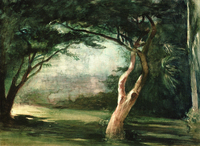 Trees, Honolulu, Hawaii
