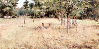 The Pear Orchard