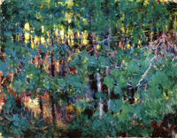Forest Interior