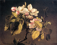Apple Blossoms