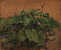 A Burdock and other Plants on a Stone Wall